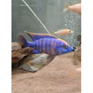 Scianochromis paradise 7-8cm